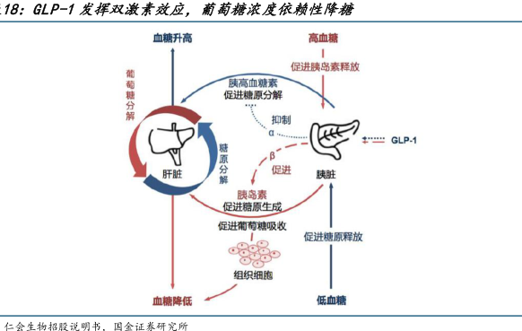 B:GLP-1发挥双激素效应，葡萄糖浓度依赖性降糖 - 行业研究数据 - 小牛行研